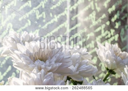 Bouquet Of Mulltilobe White Chrysanthemums Blooming Closeup.