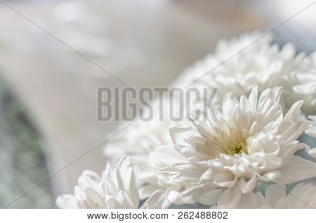 Bouquet Of Mulltilobe White Chrysanthemums Blooming Closeup.