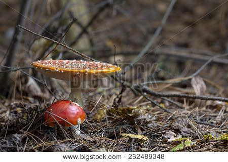 Amanita Muscaria Fly Agaric Red Mushrooms With White Spots In Grass