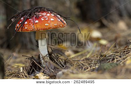 Amanita Muscaria Fly Agaric Red Mushrooms With White Spots In Grass