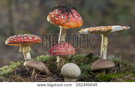 Amanita Muscaria Fly Agaric Red Mushrooms With White Spots In Grass