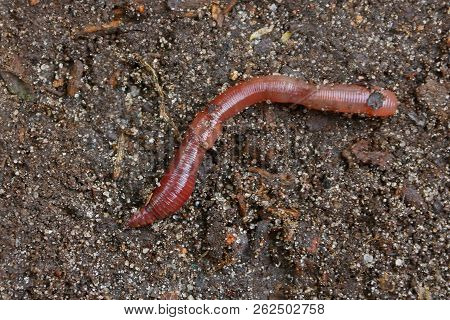 Big Red Long Worm On Gray Ground