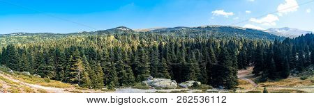 Pinetree Forest In Uludag National Park