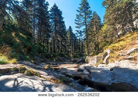 Small River Among Forest In Uludag National Park