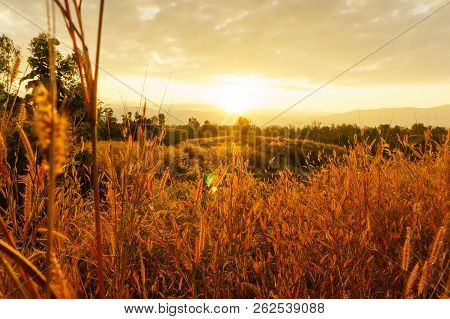 Desho Grass Pennisetum Pedicellatum At Sunset Time. Beautiful Grass Flower. Background Grass Flower 