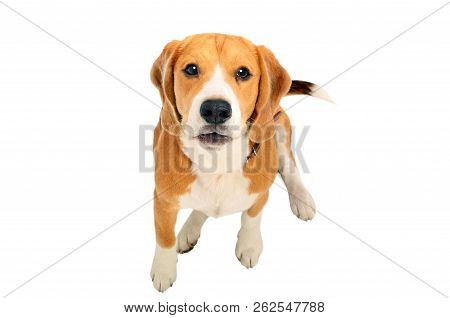 Portrait Of A Cute Barks Beagle Dog, Top View, Isolated On White Background