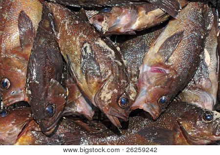 rockfishes ทะเลตาย
