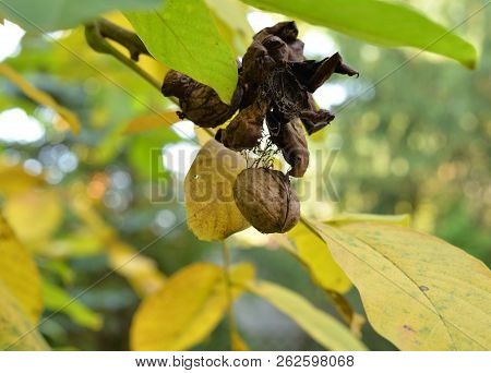 Walnut Still On The Tree During Autumn.