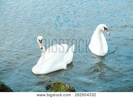 View Of Swans In Calm Water Stock Photos