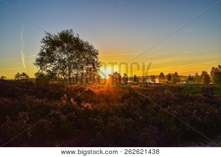 Sunrise Sunset In Golden Autumn In The Luneburg Heath
