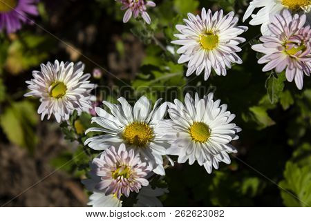 Chamomile Close Up. White Flowers Of German Chamomile Daisy. Chamomile Medicinal Plant On A Sunny Da