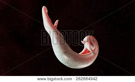 3d rendered medically accurate illustration of a schistosoma
