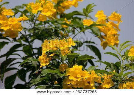 Close Up Of Yellow Flower, Yellow Elder