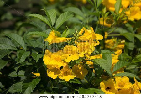 Close Up Of Yellow Flower, Yellow Elder
