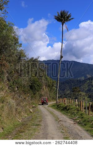 A Tall Wax Palm Tree Beside A Car, Tallest Palm, Ceroxylon Quindiuense, Cocora Valley In Colombia