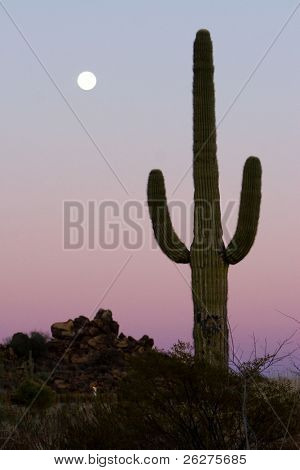 Cactus sahuaro con la luna creciente detrás de él.