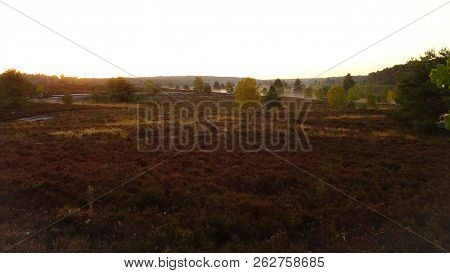 Golden Autumn In The Lüneburg Heath Near Undeloh