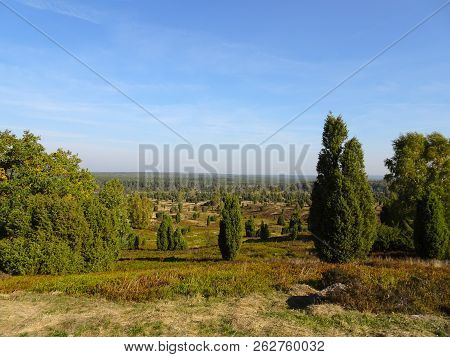 Golden Autumn In The Lüneburg Heath Near Undeloh