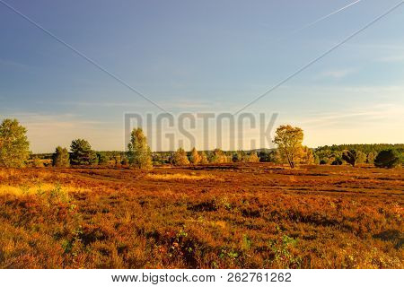 Golden Autumn In The Lüneburg Heath Near Undeloh