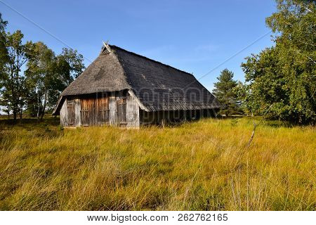 Golden Autumn In The Lüneburg Heath Near Undeloh