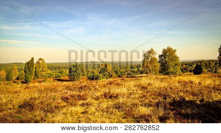 Golden Autumn In The Lüneburg Heath Near Undeloh