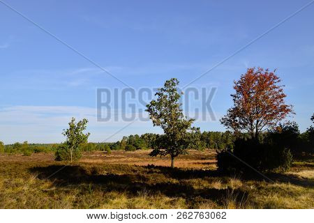 Golden Autumn In The Lüneburg Heath Near Undeloh
