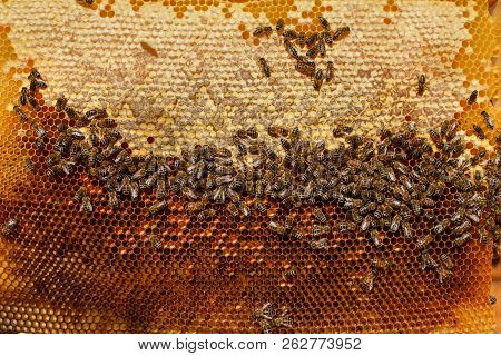 Frame For Bees Close-up In The Background Of The Sun