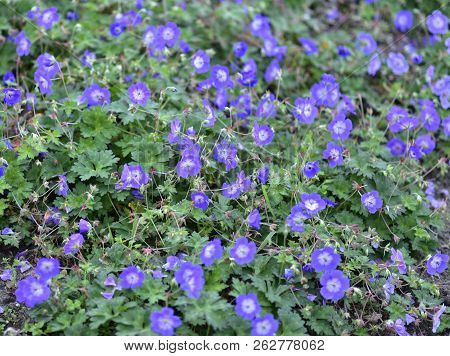 Colorful Flowers During Autumn Season. Nice To Juse As Background Or For Gardening.