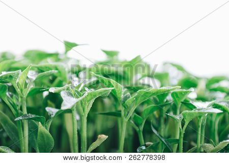 Green Leaves On A Young Pepper On A White Background.