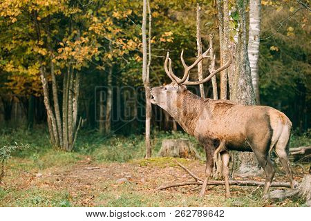 Belarus. Male European Red Deer Or Cervus Elaphus Have A Roar During Rut. Red Deer Inhabits Most Of 