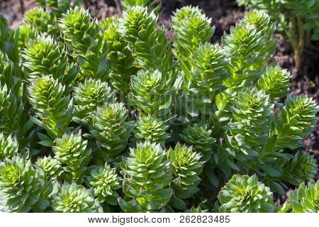 Green Stems Of Rhodiola Rosea In Spring, Close-up.