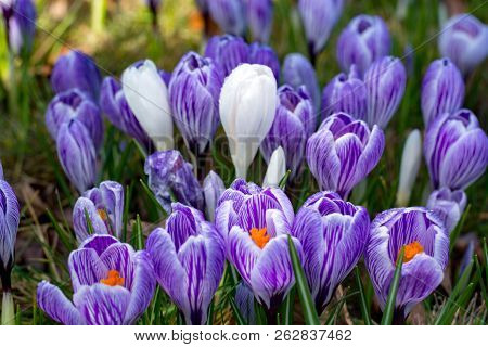 First Spring Flowers, Groups Of Violet Or Lilac Crocuses