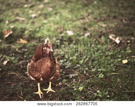 Chicken Searcing For Food In Publick Park, During Autumn Season.