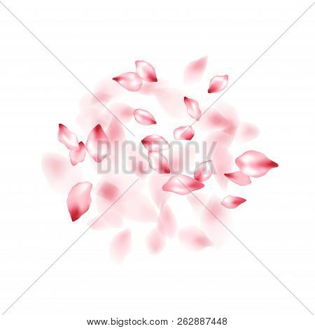 Pink Sakura Flower Flying Petals Isolated On White. Tender Beauty Salon Background. Japanese Sakura 