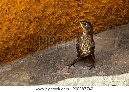 Possible Rock Pipit Or Song Thrush Bird From Baeza, Andalusia, Spain