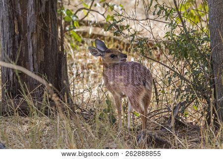Sharpe Grysbok In Kruger National Park, South Africa ; Specie Raphicerus Sharpei Family Of Bovidae