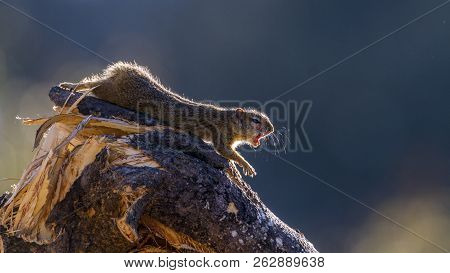 Smith Bush Squirrel In Kruger National Park, South Africa ; Specie Paraxerus Cepapi Family Of Sciuri