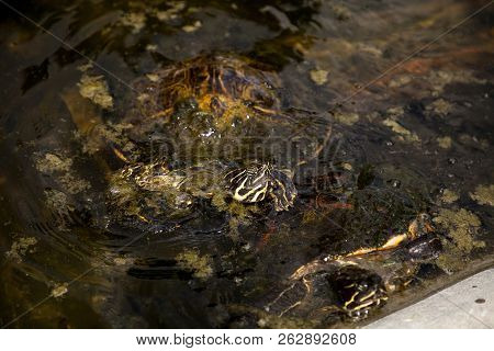 Yellow Bellied Turtle Trachemys Scripta Scripta Swims In A Pond