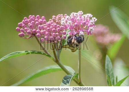 Close-up Of Pink Flowering Plant And A Bee