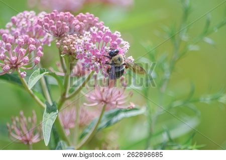 Close-up Of Pink Flowering Plant And A Bee