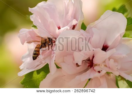 Close-up Of Pink Flowering Plant And A Bee