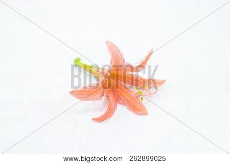 Blooming Amaryllis Flower Isolated On White Background