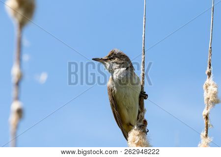 Bird Great Reed Warbler Acrocephalus Sits On Bulrush, Reed Or Cattail At Sunny Spring Day In Europe