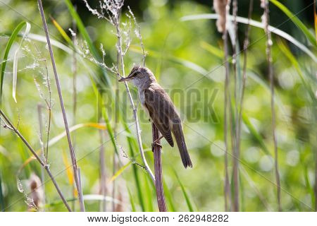 Bird Great Reed Warbler Acrocephalus Sits On Branch Among Sunny Spring Greens Of Europe