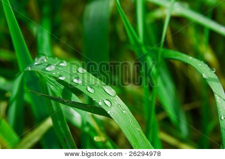 Gras mit Wassertropfen am Morgen