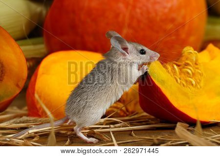 Close-up Gray Mouse Stands  On Its Hind Legs Near Piece Of Red Pumpkin On Hardwood Floor In Storehou