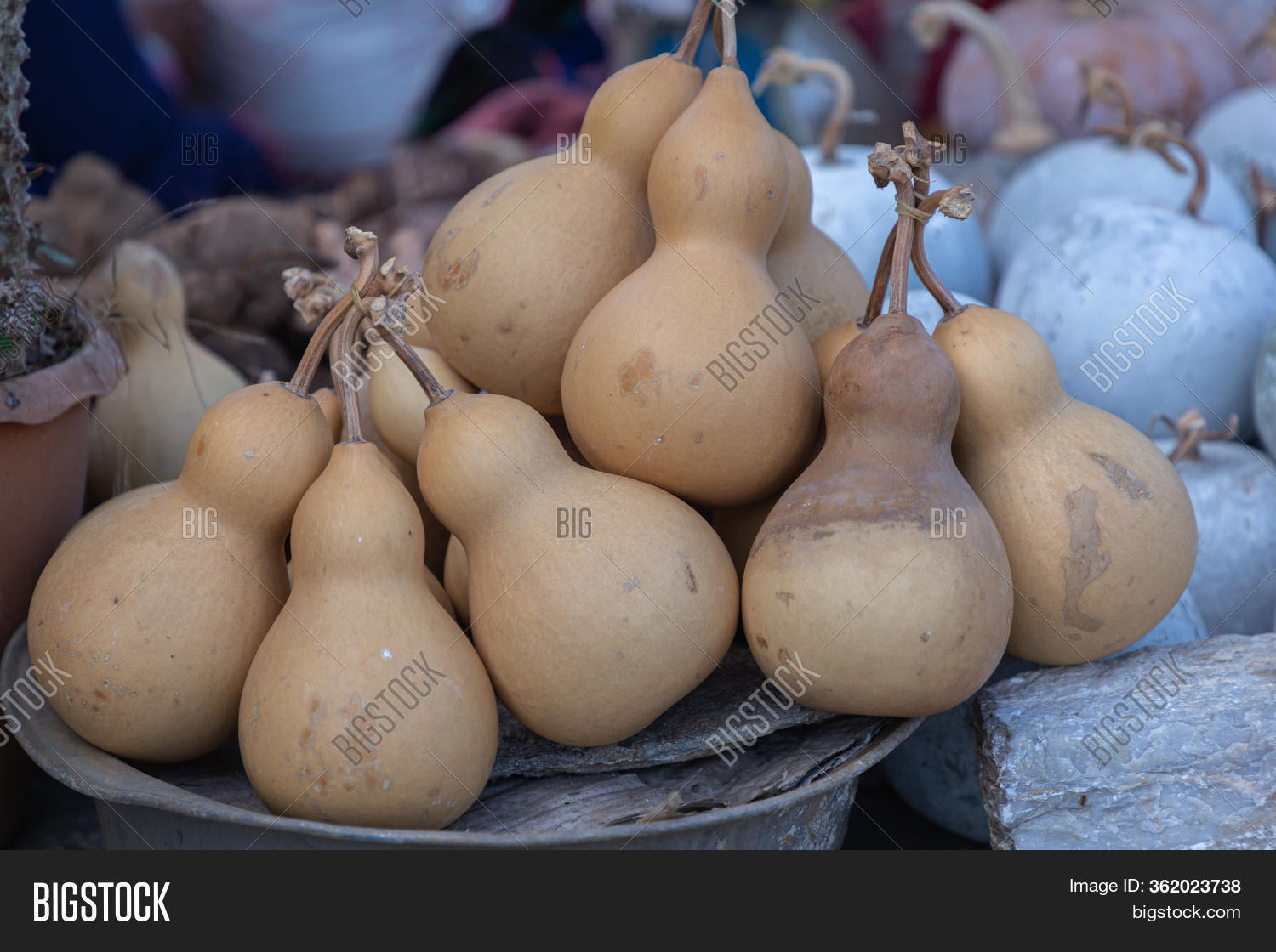 Dried Bottle Gourd Image & Photo (Free Trial) Bigstock