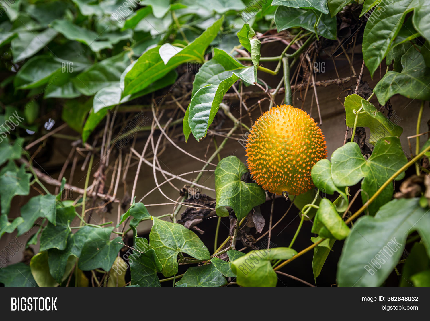 Gac Fruit On Tree Image Photo Free Trial Bigstock