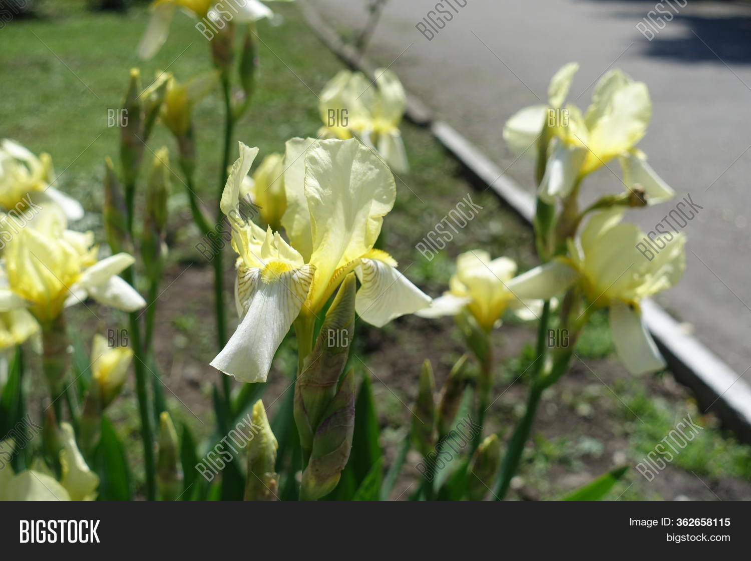 Pastel Yellow Flowers Image & Photo (Free Trial) Bigstock