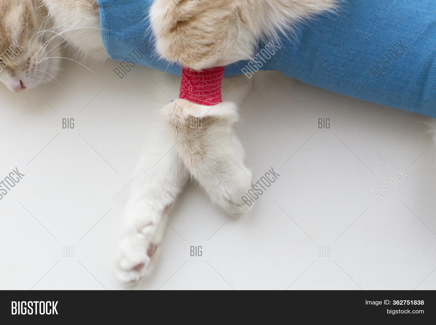Cat Has Bandage On Paw Image & Photo (Free Trial) Bigstock